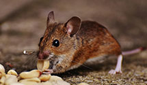 24 Hour & Emergency Exterminators in Stewartsville, MO